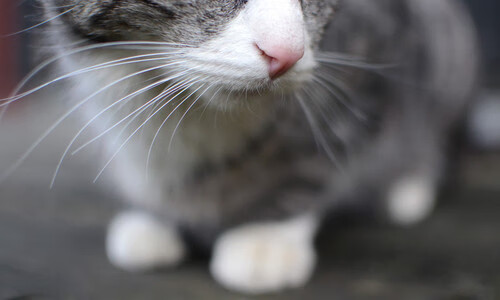 AYX SPORTS-《电竞赛事的多平台联动：直播+短视频+社交新体验》，电竞赛事现场