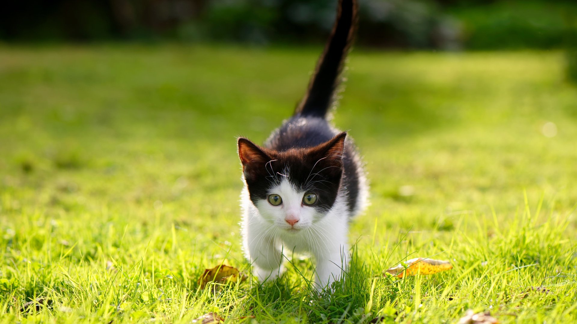 爱游戏中国官方登录入口网站-特色山脊滑索穿越,飞跃山谷体验极限运动,飞跃山峰