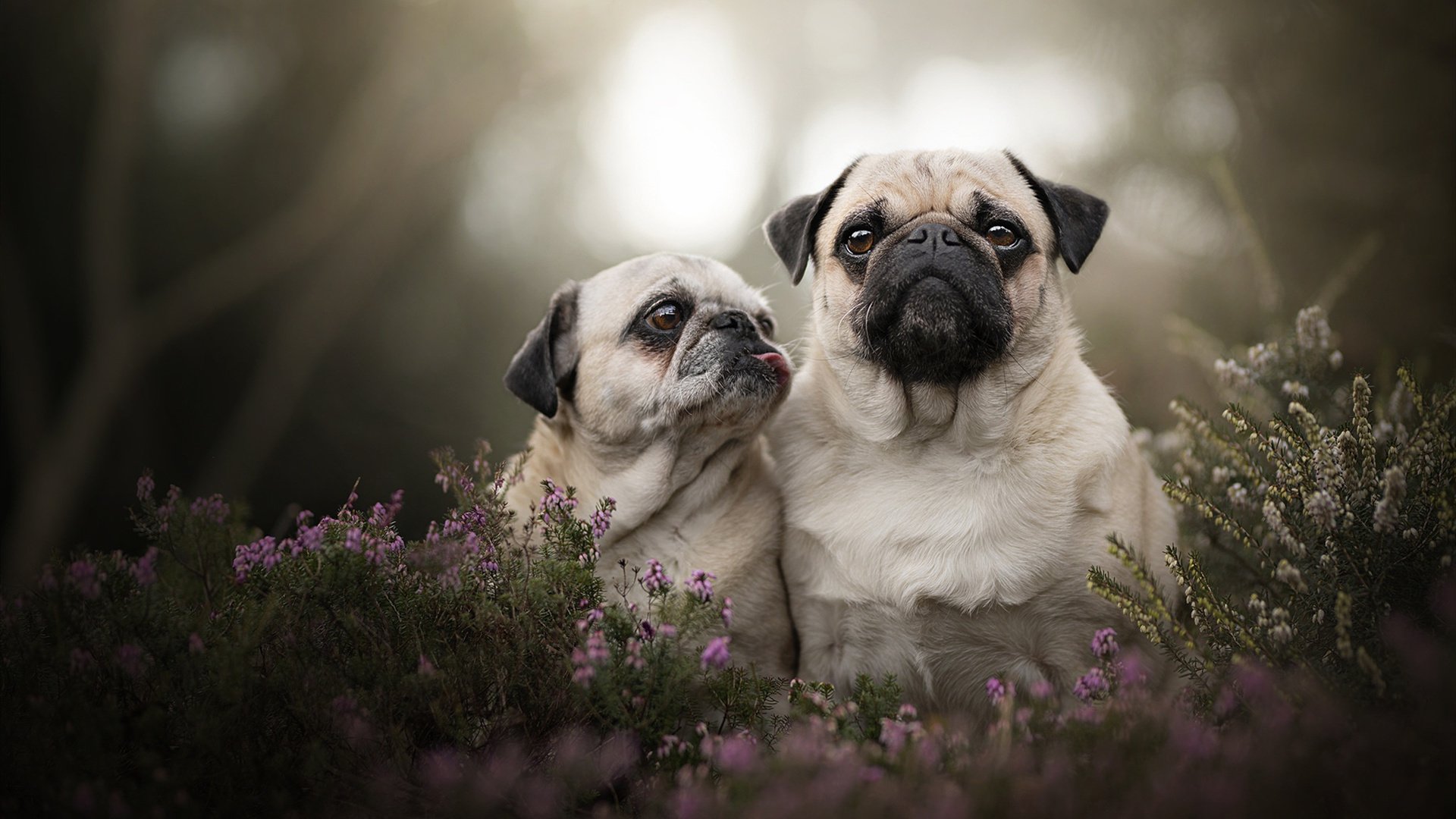 爱游戏娱乐网址-丹麦中场传射建功，助球队晋级八强，丹麦比赛中止