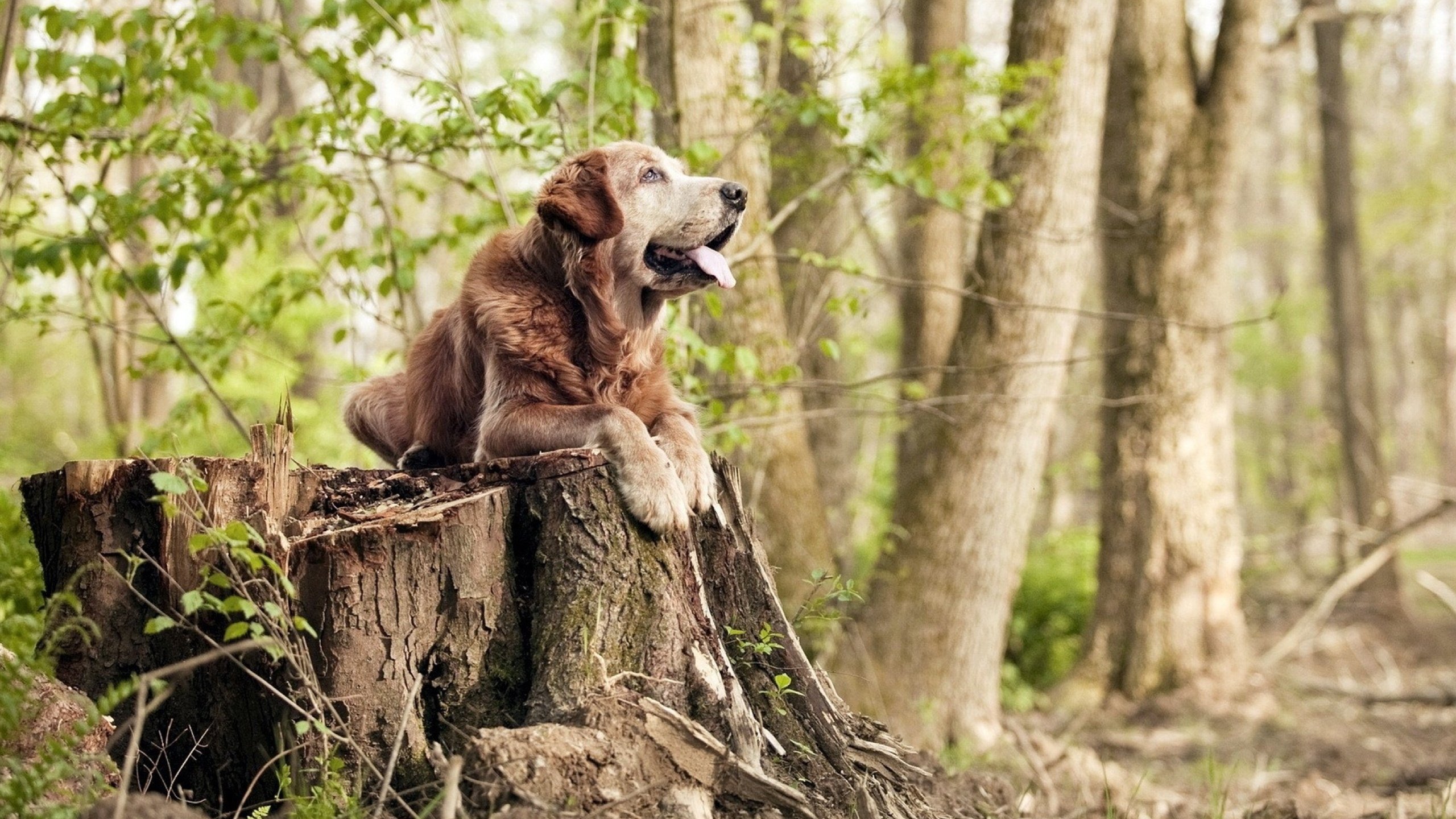 爱游戏体育APP下载-卡利亚里签下射手新援,锋线实力倍增,卡利亚里队
