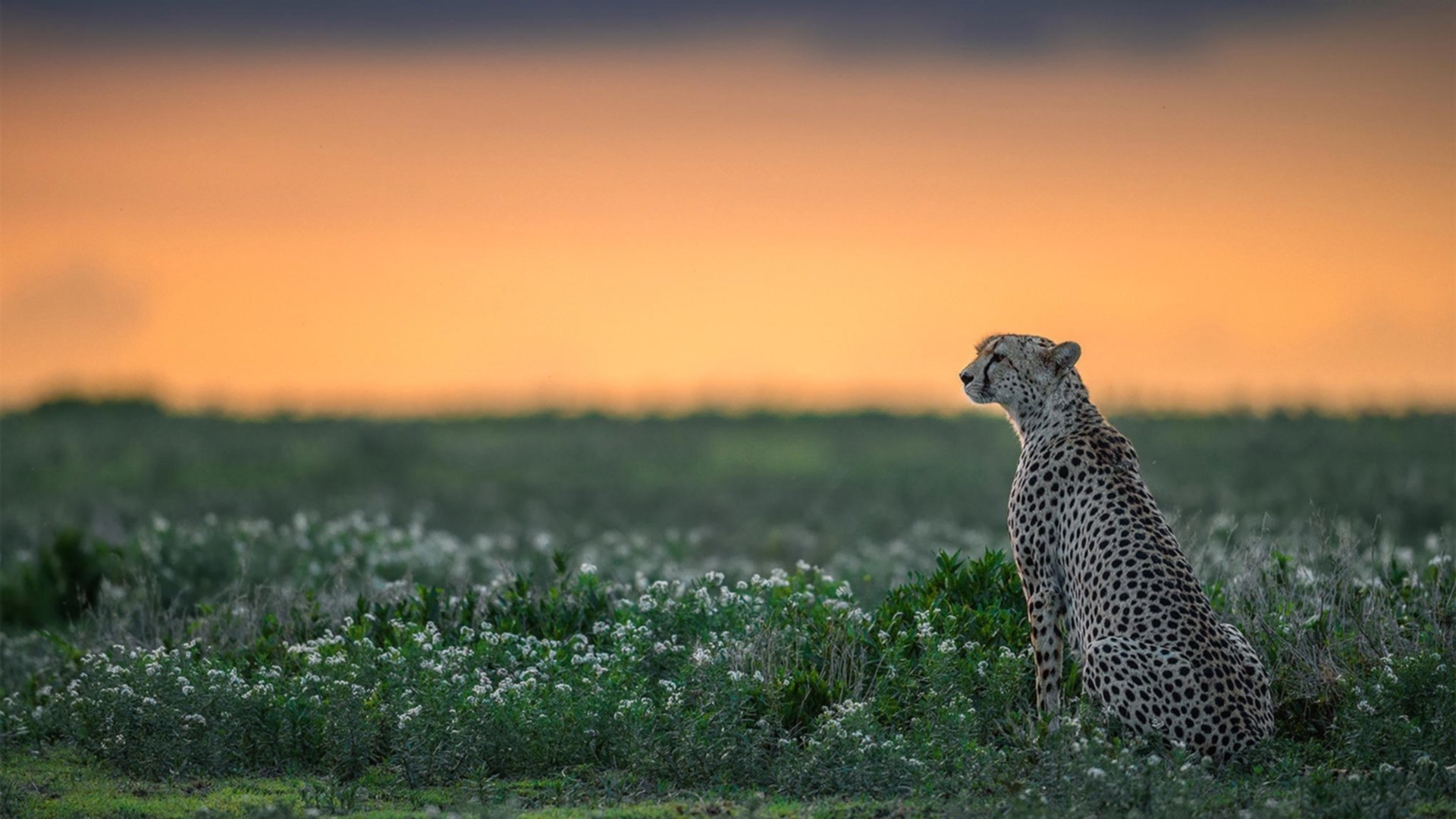 爱游戏下载-卡塔尔国家队备战全面展开，卡塔尔足球国家队球员效力名单