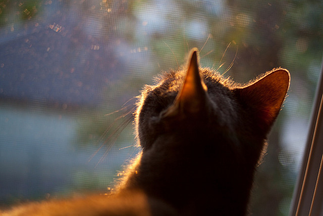 AYX GAME-奇才球队攻防配合日趋成熟,奇才队是什么意思