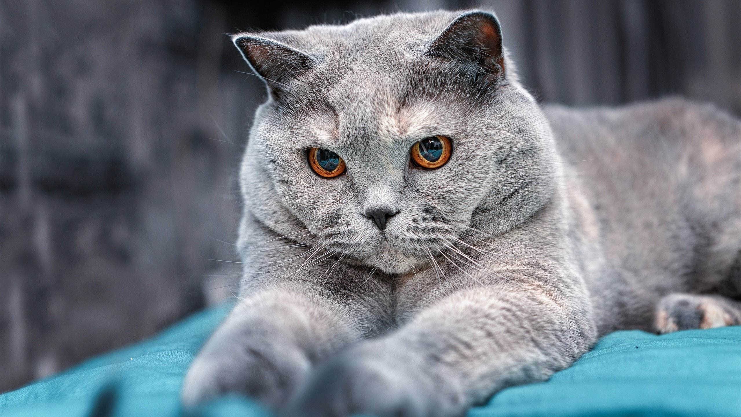 爱游戏体育app-沃尔夫斯堡将在主场挑战勒沃库森，沃尔夫斯堡足球队 官网