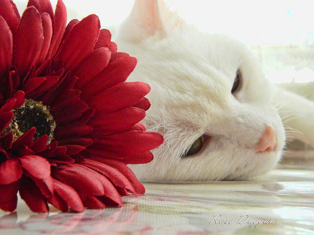 AYX SPORTS-皇家社会客场告捷，晋级希望渺茫，皇家社会新主场