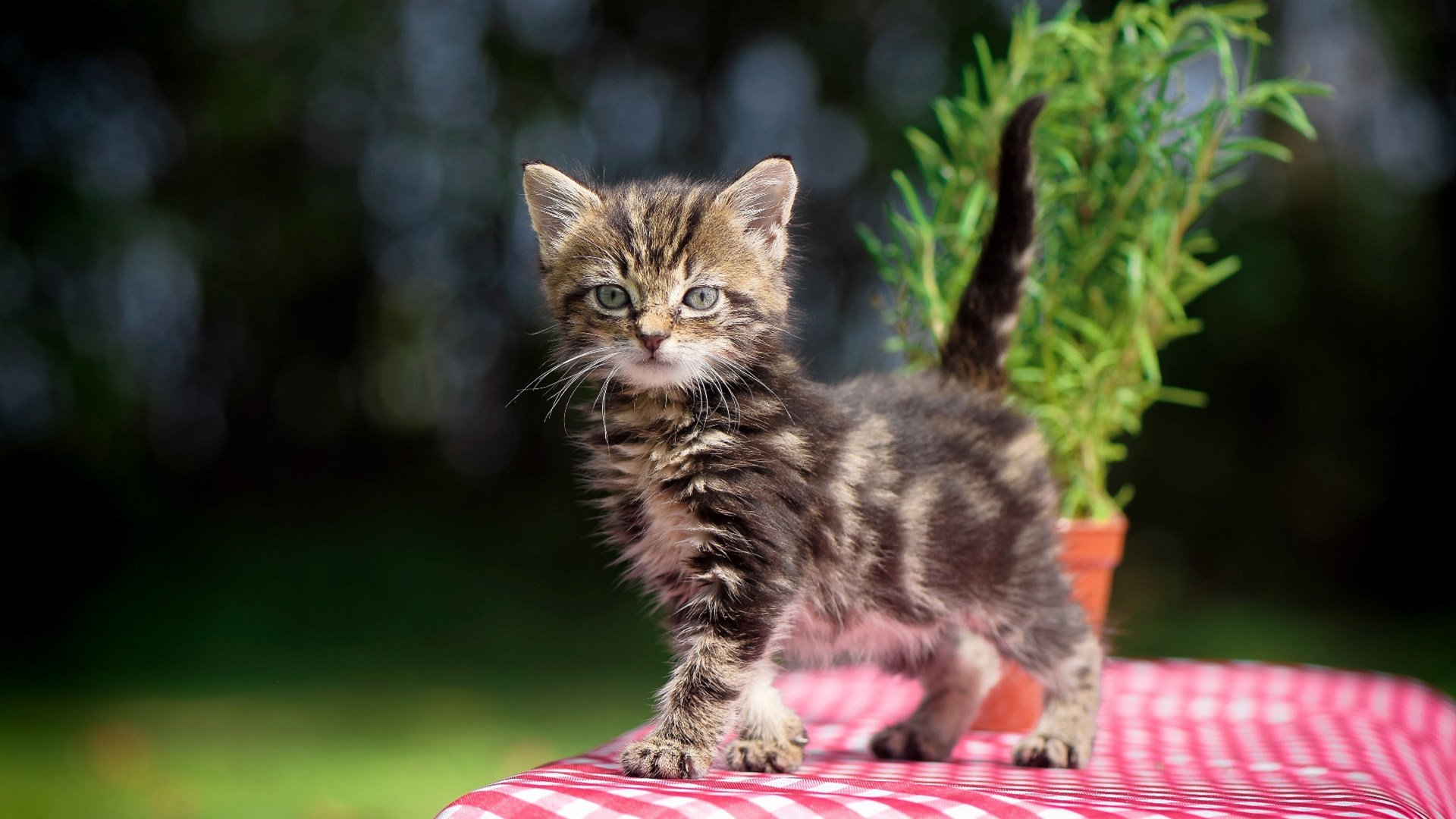 爱游戏官网-谁能够在激烈的欧洲足球竞技中脱颖而出？，欧洲顶尖足球