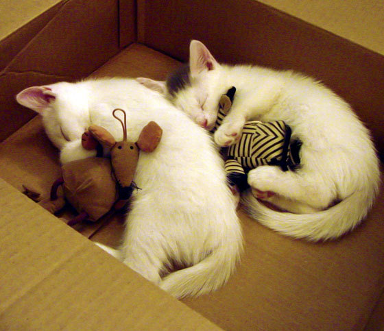 中国女篮团队协作默契 多点开花成亮点，中国女篮同组对手