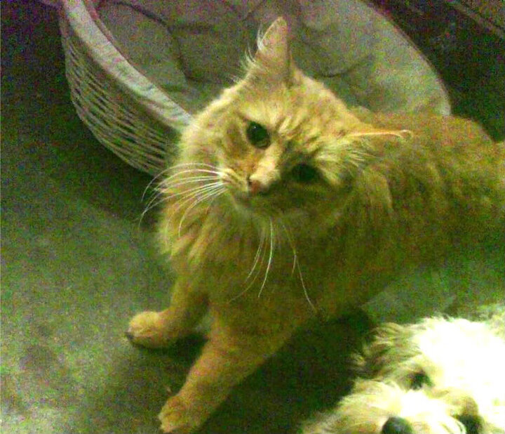 爱游戏体育平台-南美风格对决西甲铁血战术，谁更胜？，南美风格对决西甲铁血战术,谁更胜一筹